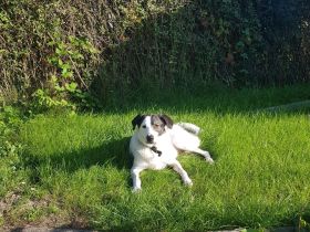 Enzo ( 4 Jahre ) , Mischling, sucht eine neue tolle Familie