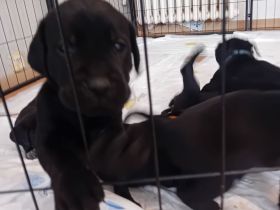 Labrador Mix welpen
