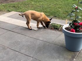 Malinois Welpe
