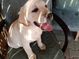 Labrador Retriever Gold