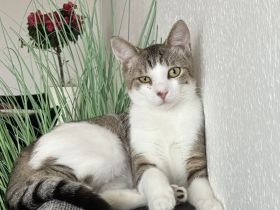 Süßes Kätzchen abzugeben