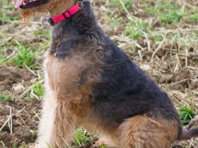 Airedale Terrier aus der Börde