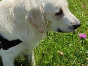 Mogli Golden Retriever Deckrüde