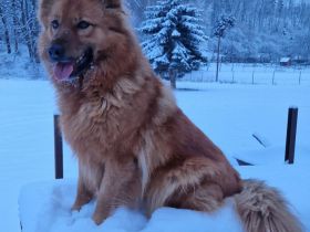 Harzer Fuchs von der Lerchenwiese