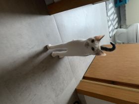 Europäische Kurzhaar