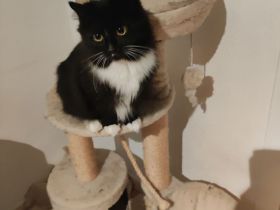 Zwei sehr verschmuste Mainkoon/perser