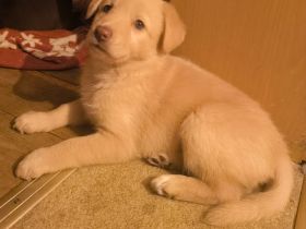 4 süße Mischlingswelpen suchen ein zu Hause