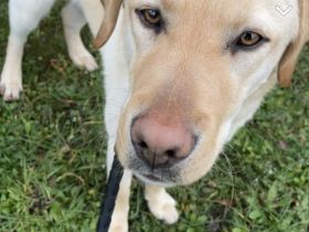 Labrador Rüde 1. Jahr alt.