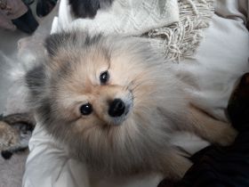 Zwergspitz Rüde Poneranian