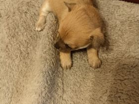 Chihuahua Mix Welpen