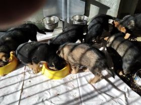 DSH Welpen Rüden DDR-Linie Schwarz/Braun 10 Wochen alt in 03172 Groß Drewitz