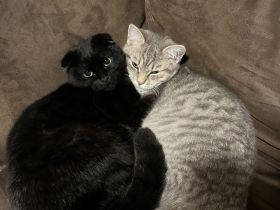 2 Geschwister BKH (7monate)