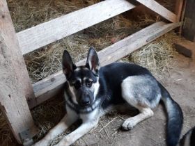 Mischlings-Rüde von Privat zu verkaufen