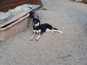 Husky-Hündin von Privat zu verkaufen