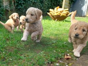 Goldendoodle Welpen