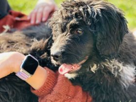 Bernerdoodle Medium F1 Rüde Bernersennen x Kleinpudel