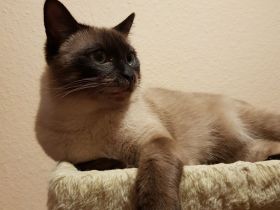 Reinrassiger Siam Seal-Point Deckkater mit Erfahrung 100% sicheres Ergebnis!