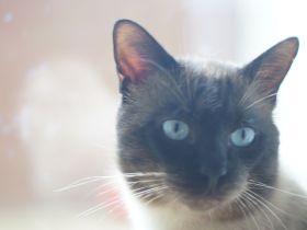 Reinrassiger Siam Seal-Point Deckkater mit Erfahrung 100% sicheres Ergebnis!