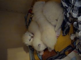 Ragdoll - Snowshoe Edelmix Kitten