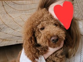 Pudel Deckrüde mit erstklassiger  Ahnentafel  rot/fawn/apricot Mittelpudel