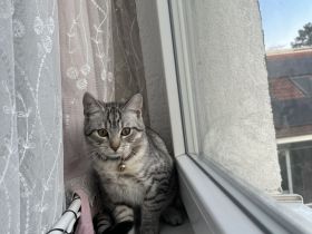 Perserbritisch Babykatze zu verkaufen