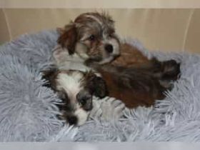 Welpen suchen Ihr neues Zuhause