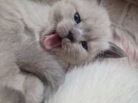 Siam Bkh Blue Point Kitten