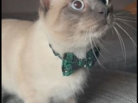 Reinrassiger Siam Kater Deckkater Blue Point