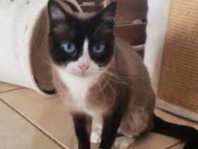 Lia, FelV positiv