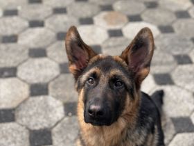 DSH Loui auf der Suche nach einem warmen Sofa