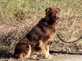 Süße Hermine sucht ein erfahrenes Zuhause