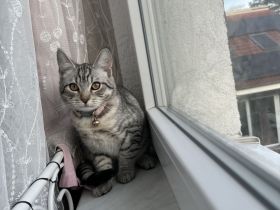 Perserbritisch mix Katzenbaby