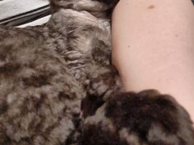 Devon Rex reinrassig