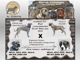 Romaner Antikdoggenwelpen G2-Wurf vom römischen Reich wird Mitte Juni erwartet!