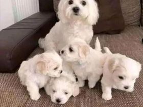 Reinrassige süße Malteserwelpen