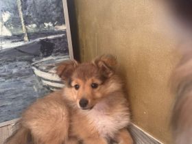 wunderschöne  reinrassige Sheltie Welpen abzugeben