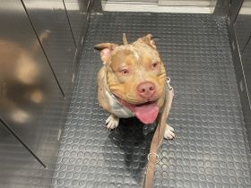 American Bully XL Merle Sucht neue Besitzer!!