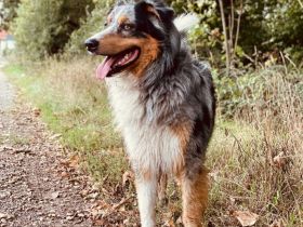 Wunderschöner Australian Shepherd Deckrüde! Blue Merle (Kein Verkauf!)