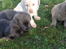 Reinrassige Labrador Welpen (charcoal, blond,silber)
