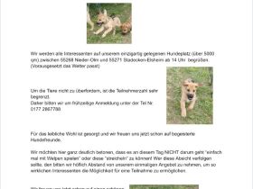 Rhodesian Ridgeback Mix Welpen