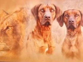 Livernose/Blacknose Rhodesian Ridgeback Welpen
