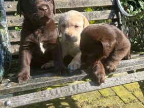 Labrador Welpen Rüden