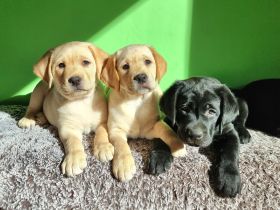 Reinrassige Labrador Retriever Welpen zuckersüß und bereit für ein neues Zuhause!