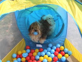 Flashmöpp Hundepension & Huta