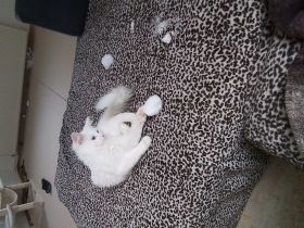 Maine coon mix weiblich