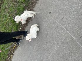 Maltesers männlich weiblich suchen schönes Zuhause