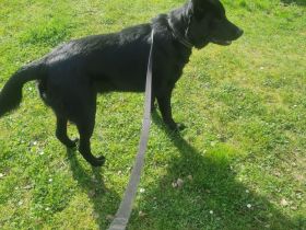 Suche dringend ein zuhause