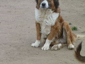 Zengö, braucht einen Kumpel an seiner Seite