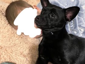 Französische Bulldogge x Jack Russel