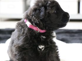 Bouvierkennel SkadiVar.de